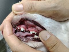-乐琪宠物医院·犬猫专科·骨外科·急重症