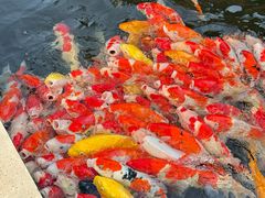 -一品烧农庄·佛山本地特色菜