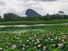 -哈尔滨大剧院