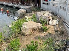 -莲花池公园