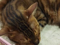 -李小姐の猫咖啡馆(五角场店)