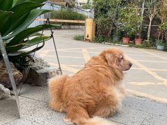 -自由生长植物工作室(深港花卉中心店)