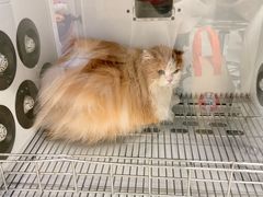 -北京观赏动物医院·24小时大型综合·猫专科·异宠专科