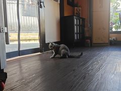 -猫岛主趣味餐厅(鼓浪屿店)