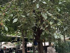 -尚庄度假村·庭台树下·户外烧烤·团建CS·轰趴营地(上庄水库店)