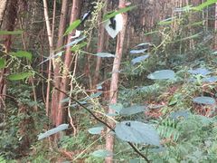 -龙湾潭国家森林公园