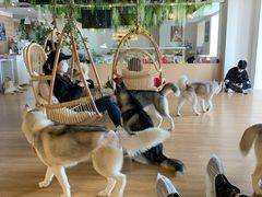 -Husky Go! 哈士奇体验馆·宠物咖啡厅狗咖