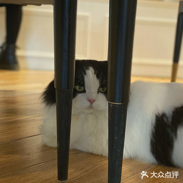 咖｜2只驼驼+27只猫猫的至尊服务