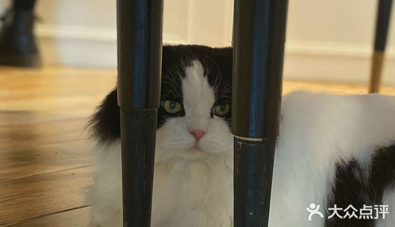 咖｜2只驼驼+27只猫猫的至尊服务