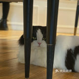 咖｜2只驼驼+27只猫猫的至尊服务