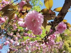 -高东镇樱花园