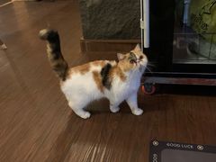 -猫岛主趣味餐厅(鼓浪屿店)