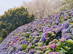 -苏州上方山国家森林公园