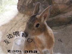 -zoonana室内动物园(东方福来德店)