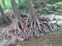 连理枝-九溪烟树