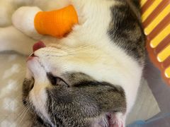 -纳吉亚猫专科动物诊疗中心(蒋宅口分院)