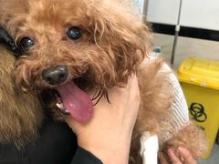 -安安宠医·安宠宠物医院