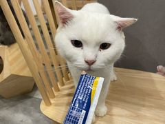 -楼上猫咖(罗湖店)