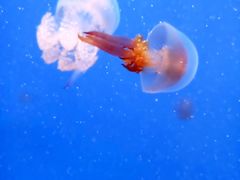-常州海昌海洋探索馆