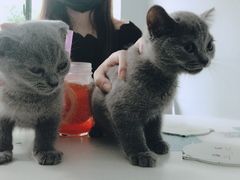 -喵的天空名猫咖啡馆·撸猫·猫舍·用品