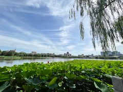-莲花池公园