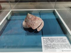 -青岛贝壳博物馆