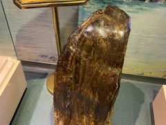 -陕西自然博物馆