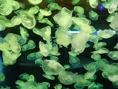 -华夏文旅海洋公园