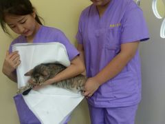 -瑞鹏宠物医院·爱宠堂·骨外专科(西荷分院)