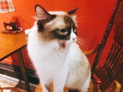-猫色咖啡·猫咖