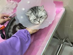 -北京观赏动物医院·24小时大型综合·猫专科·异宠专科