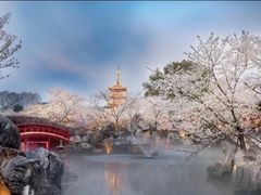 -武汉大学-樱园