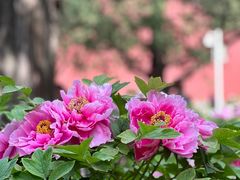 -北京市劳动人民文化宫