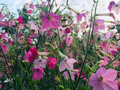 -深圳国际园林花卉博览园