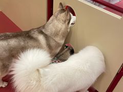 -和它·交个朋友·狗咖猫咖(爱琴海店)