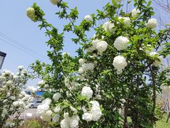 -大龙山(地铁站)