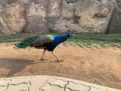 -西霞口神雕山野生动物世界