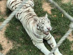 -西霞口神雕山野生动物世界