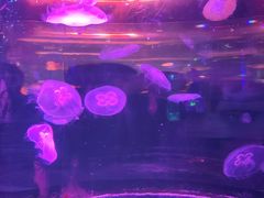 -太奥幻太奇海洋馆