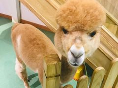 -藦茜花园宠物主题亲子互动体验馆(国顺东路店)