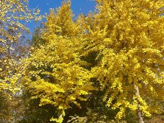 -大兴滨河森林公园