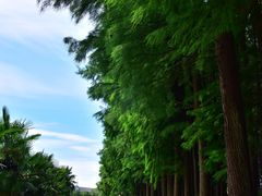 -洪湖生态旅游区