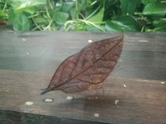 -自然博物馆新馆2楼餐厅