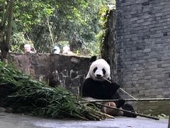 -都江堰中华大熊猫苑