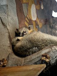 -Zoolung Zoolung动物主题公园(海信广场店)