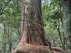-天目山大树王景区