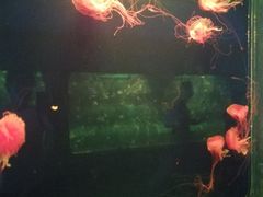 -西安曲江海洋极地公园