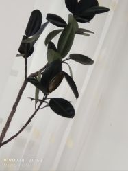 -HEYAN荷妍专业脱毛连锁机构