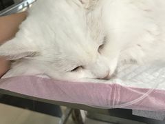 -宝山区动物疫病预防控制中心(永乐汇生活广场店)
