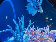 -迪拜水族馆及水下动物园